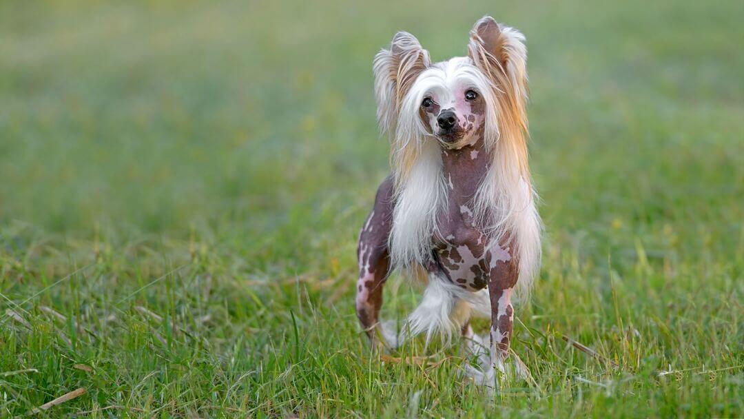 Chinese crested hot sale dog shed